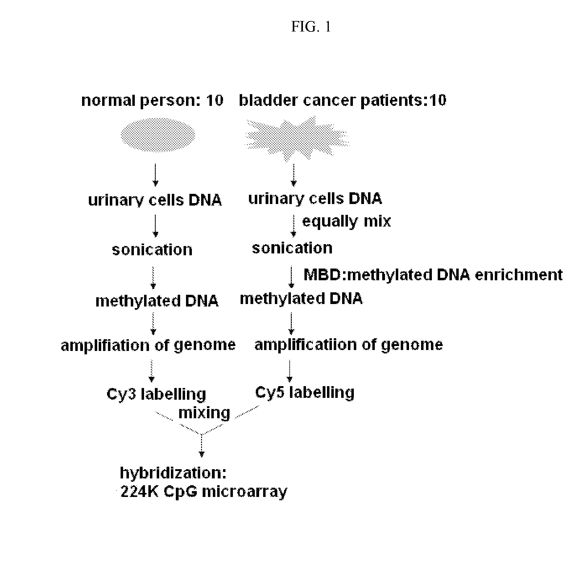 Diagnosis kit and chip for bladder cancer using bladder cancer specific methylation marker gene