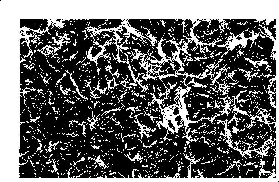 Double-layer collagen-chitosan sponges bracket and method of preparing the same