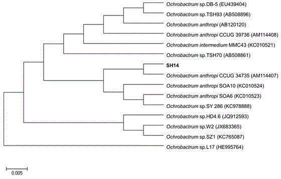 Azoxystrobin degrading bacterium and microbial inoculum produced by using degrading bacterium and applications of degrading bacterium