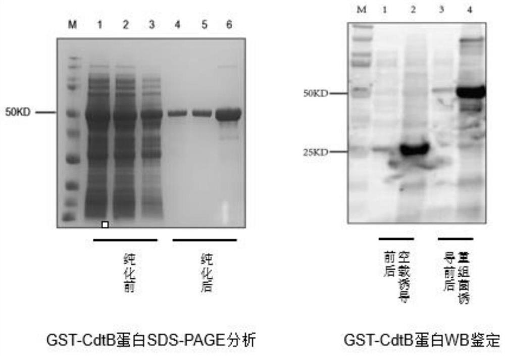 Application of haemophilus parasuis CdtB hybridoma cell and monoclonal antibody