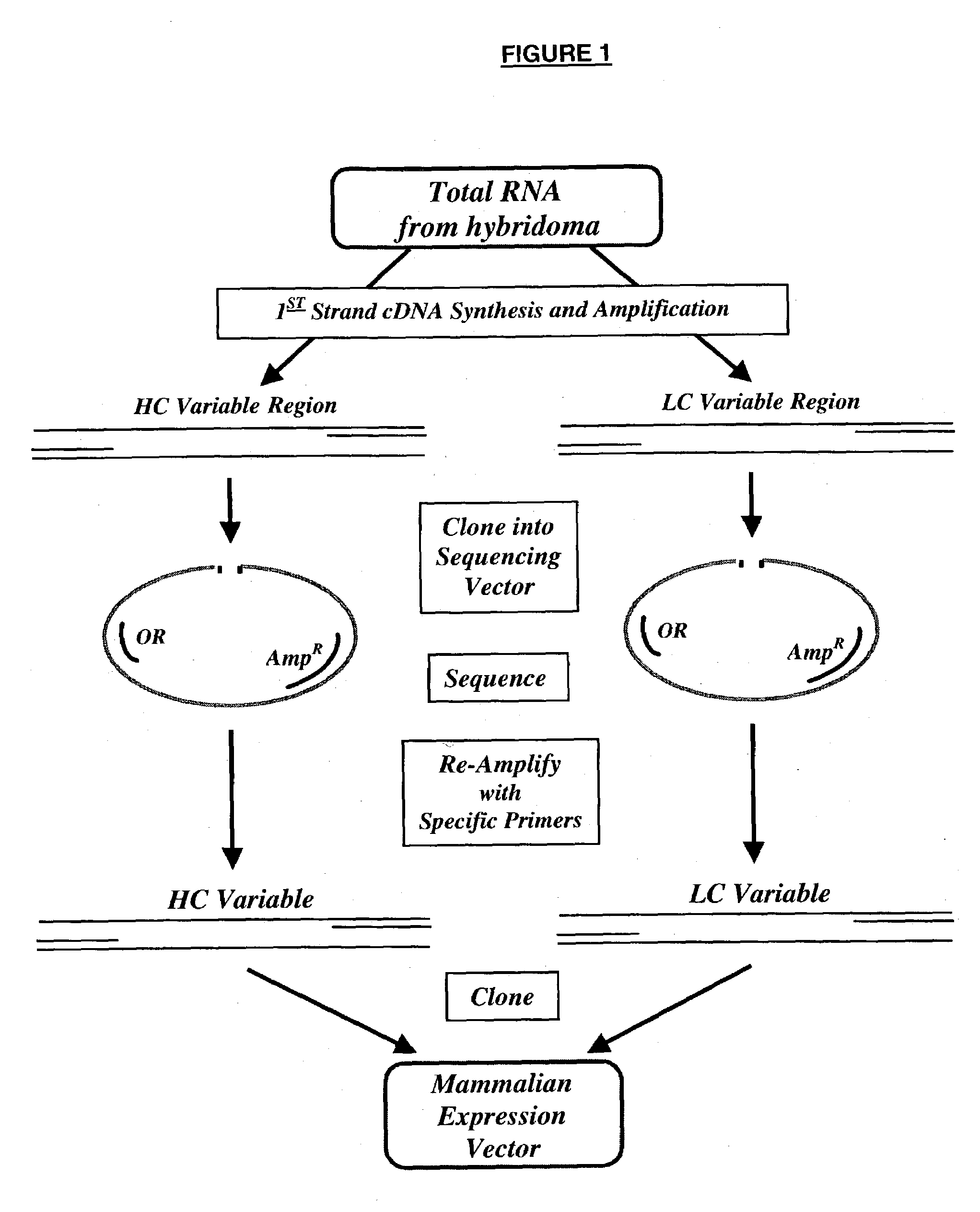 Multifunctional monoclonal antibodies directed to peptidoglycan of gram-positive bacteria