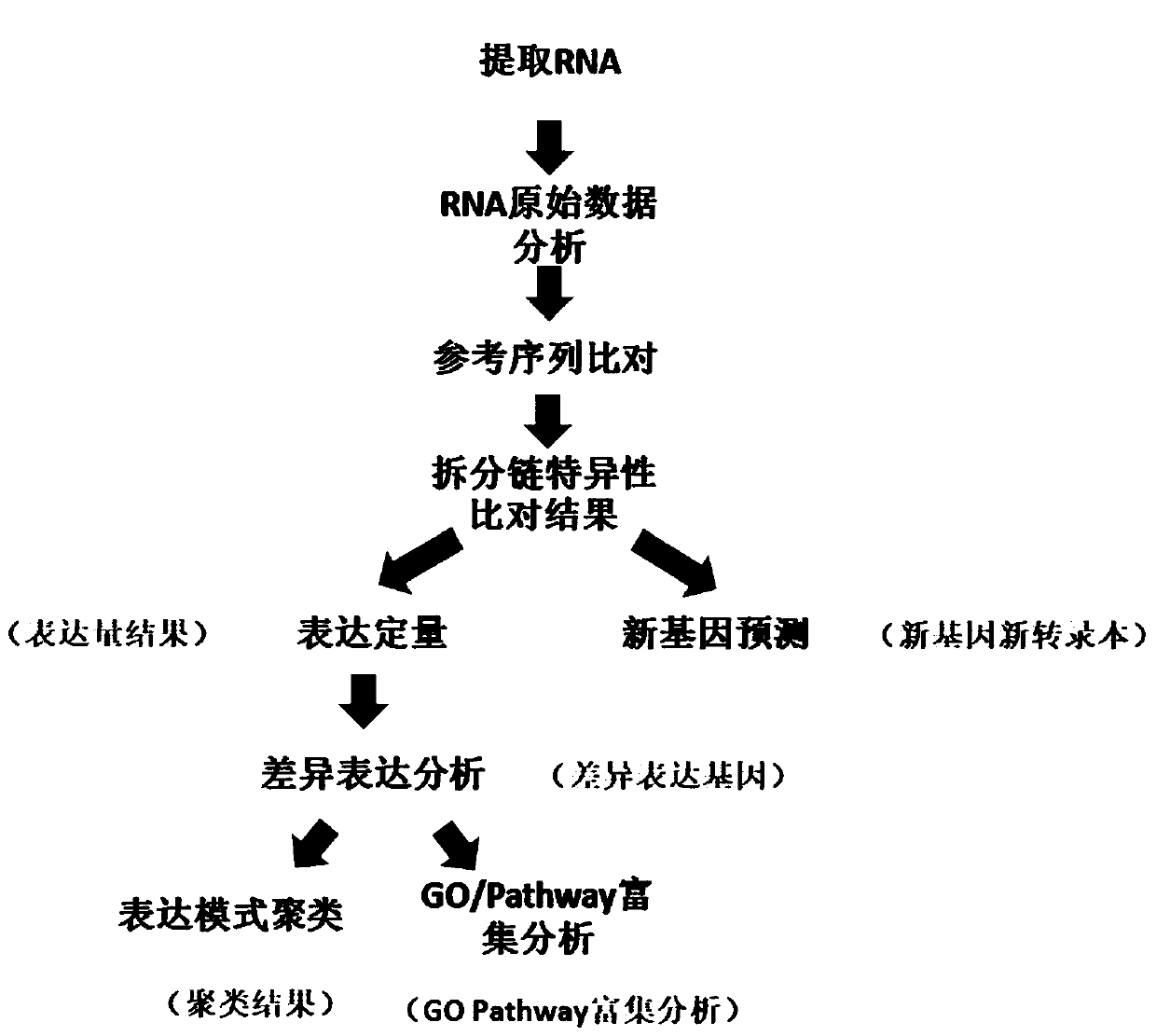 Application of recombinant escherichia coli with overexpression of fimH gene in fermentation production of amino acid