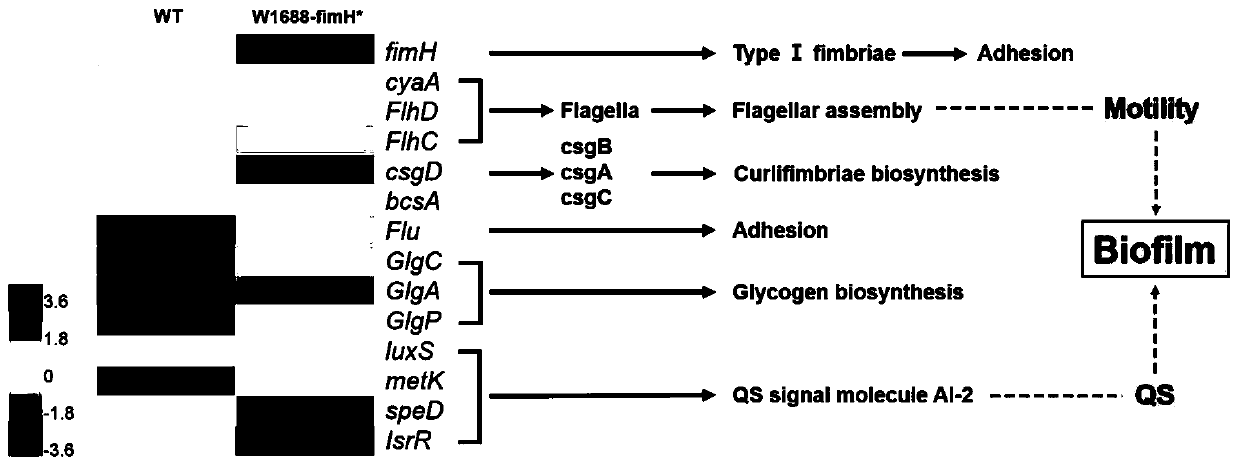 Application of recombinant escherichia coli with overexpression of fimH gene in fermentation production of amino acid