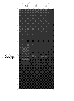 Salmonellapullorum attenuated mutant strain deltaS6702(SpiA) and construction method thereof