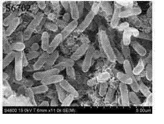 Salmonellapullorum attenuated mutant strain deltaS6702(SpiA) and construction method thereof