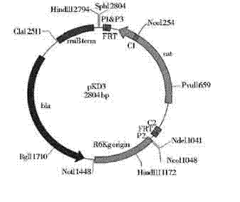 Salmonellapullorum attenuated mutant strain deltaS6702(SpiA) and construction method thereof