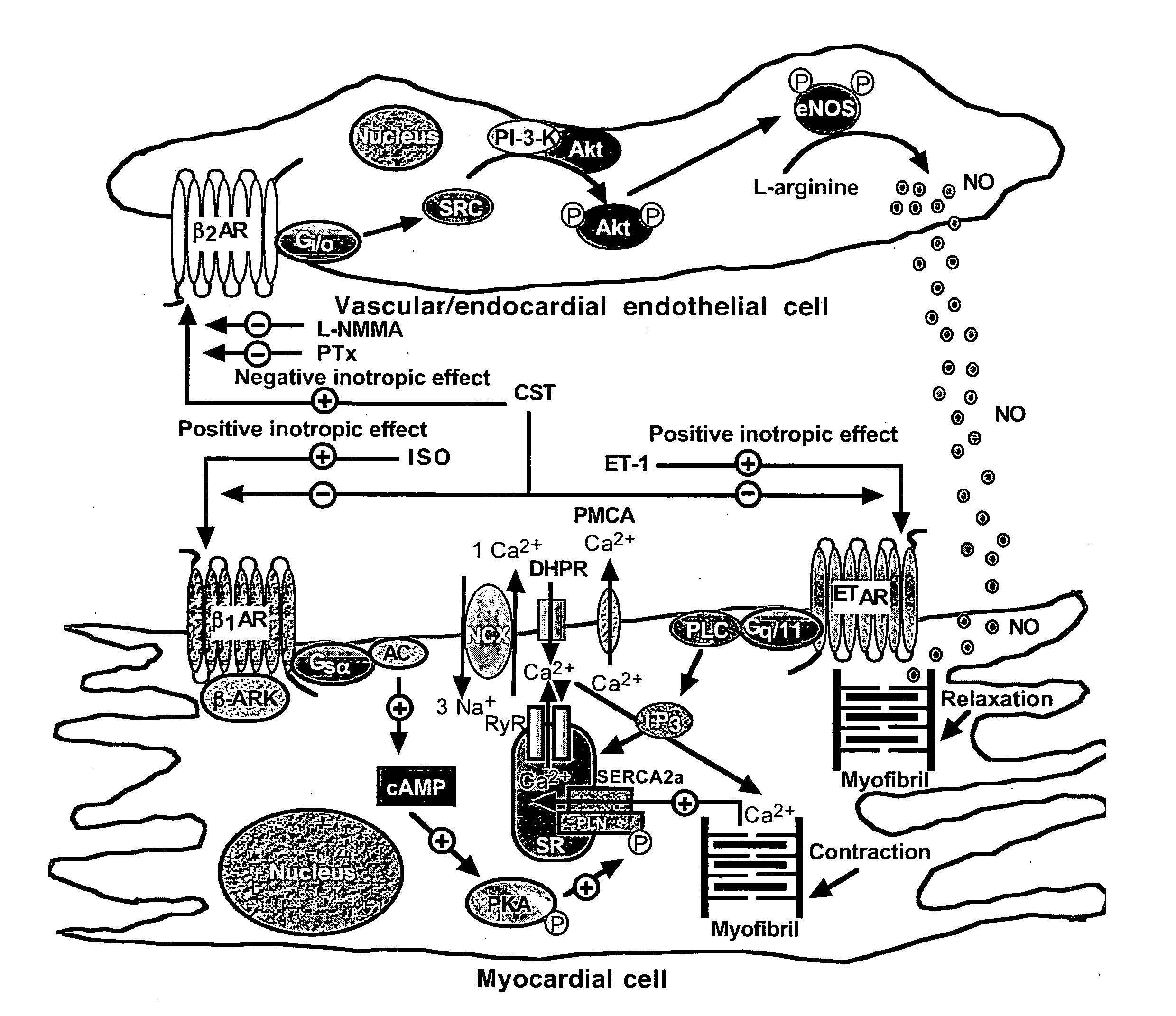 Catestatin (CST) and its variants for treatment of cardiovascular and metabolic disorders