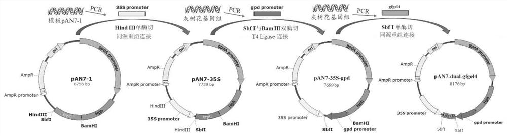 Grifola frondosa glucanyltransferase gfgel4 as well as encoding gene and application thereof