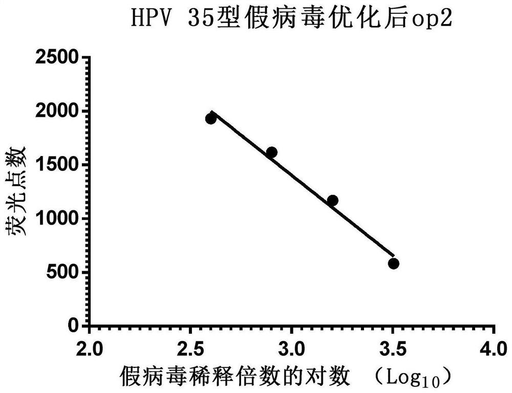 A kind of human papillomavirus type 35/hpv35 type l1/l2 and its preparation and application