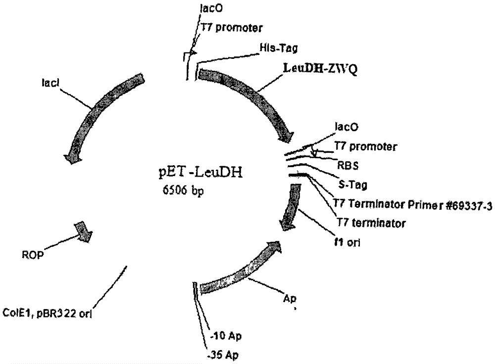 Preparation of high-purity l-tert-leucine by biological method