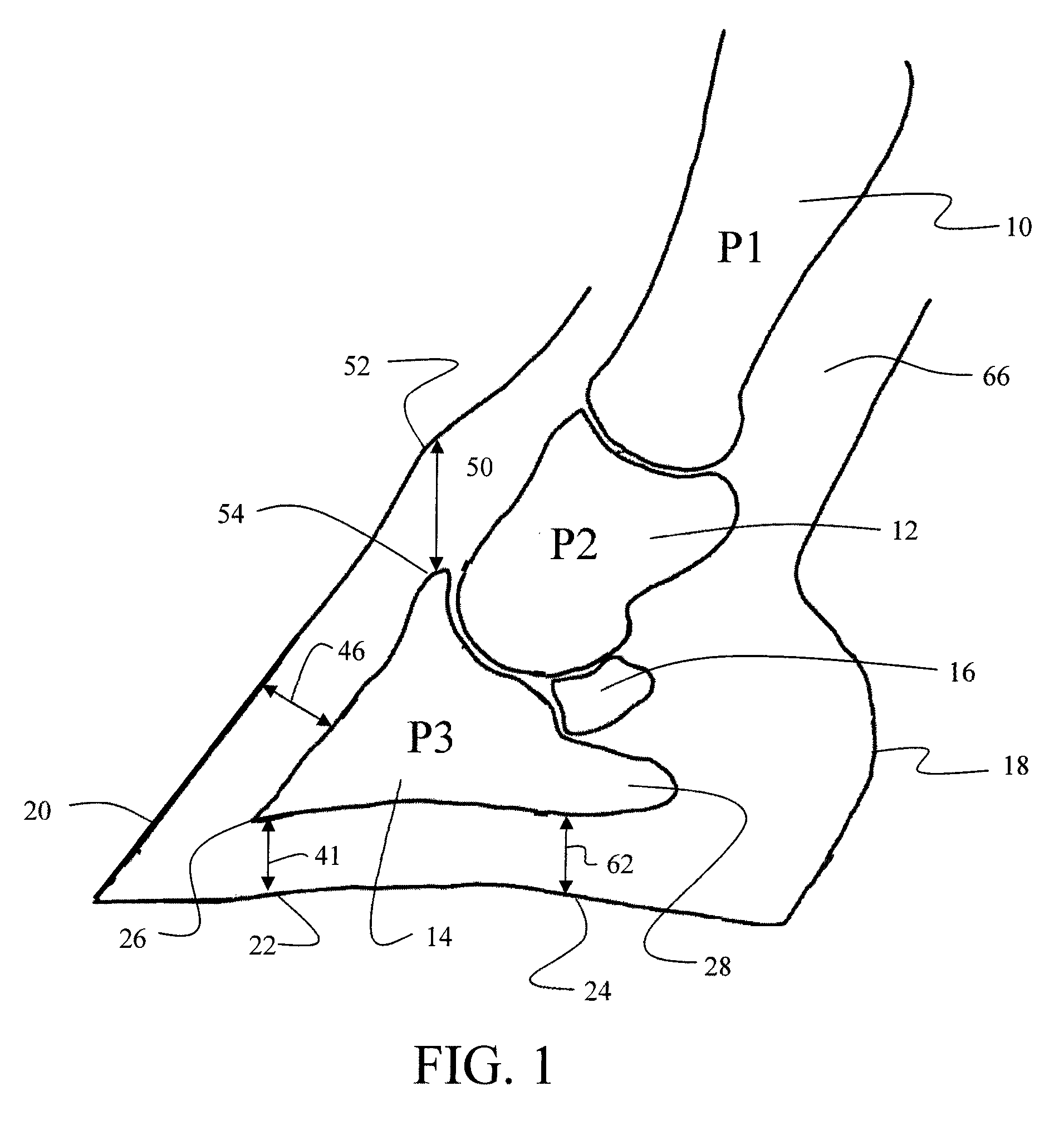 Integrated x-ray measurement tool for equine conformation