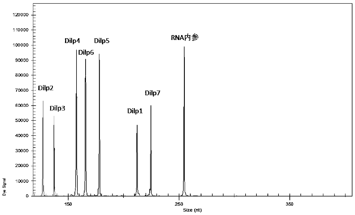 Primer composition, kit and method for detecting the expression level of insulin-like peptide ilp series genes in Drosophila melanogaster