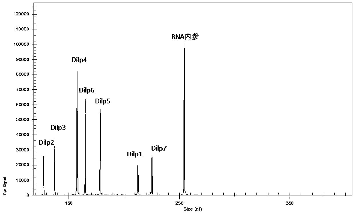 Primer composition, kit and method for detecting the expression level of insulin-like peptide ilp series genes in Drosophila melanogaster