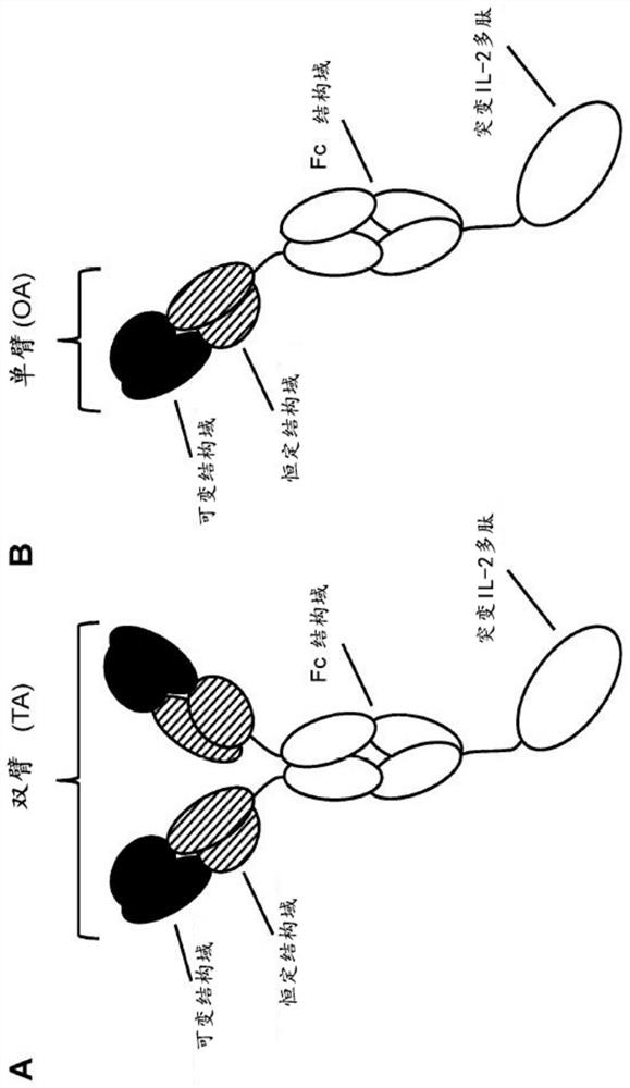 Immunoconjugates comprising mutant interleukin-2 and an anti-CD8 antibody