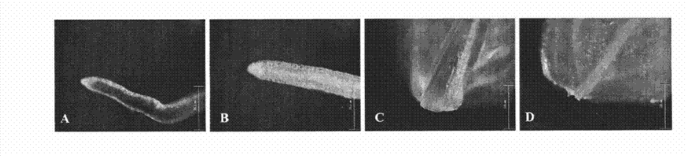 Method for cultivating catharanthus roseus transgenic plants induced by agrobacterium tumefacien