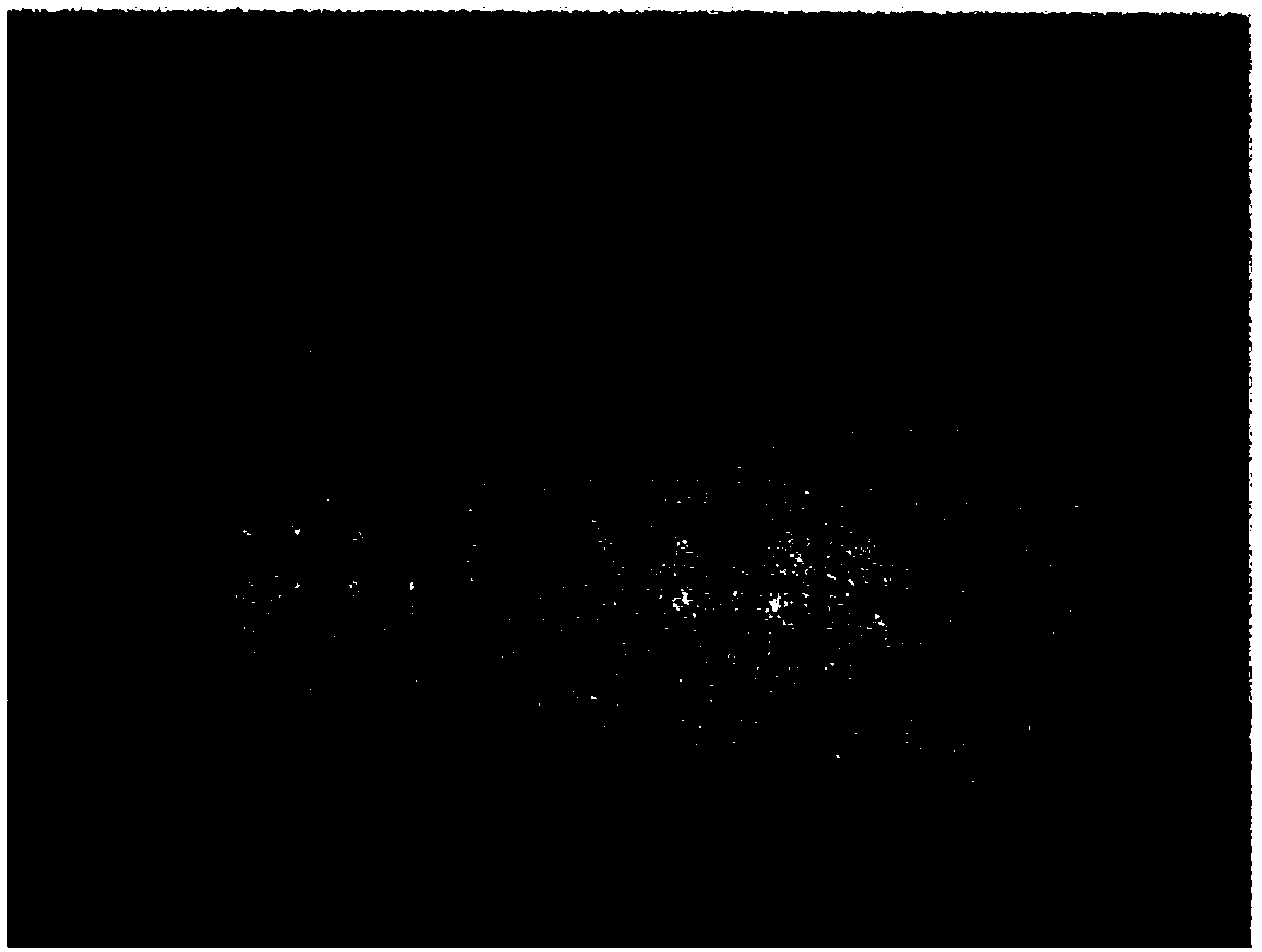 Method for increasing content of coumestrol of germinated and fermented beans by using light emitting diodes, and germinated and fermented beans produced thereby