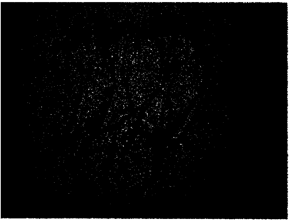 Method for increasing content of coumestrol of germinated and fermented beans by using light emitting diodes, and germinated and fermented beans produced thereby