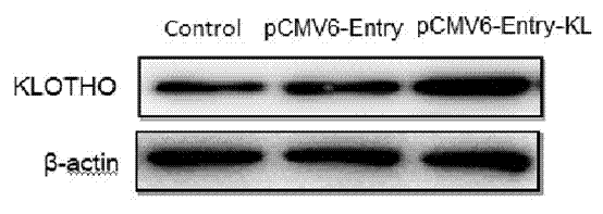 Application of KLOTHO protein