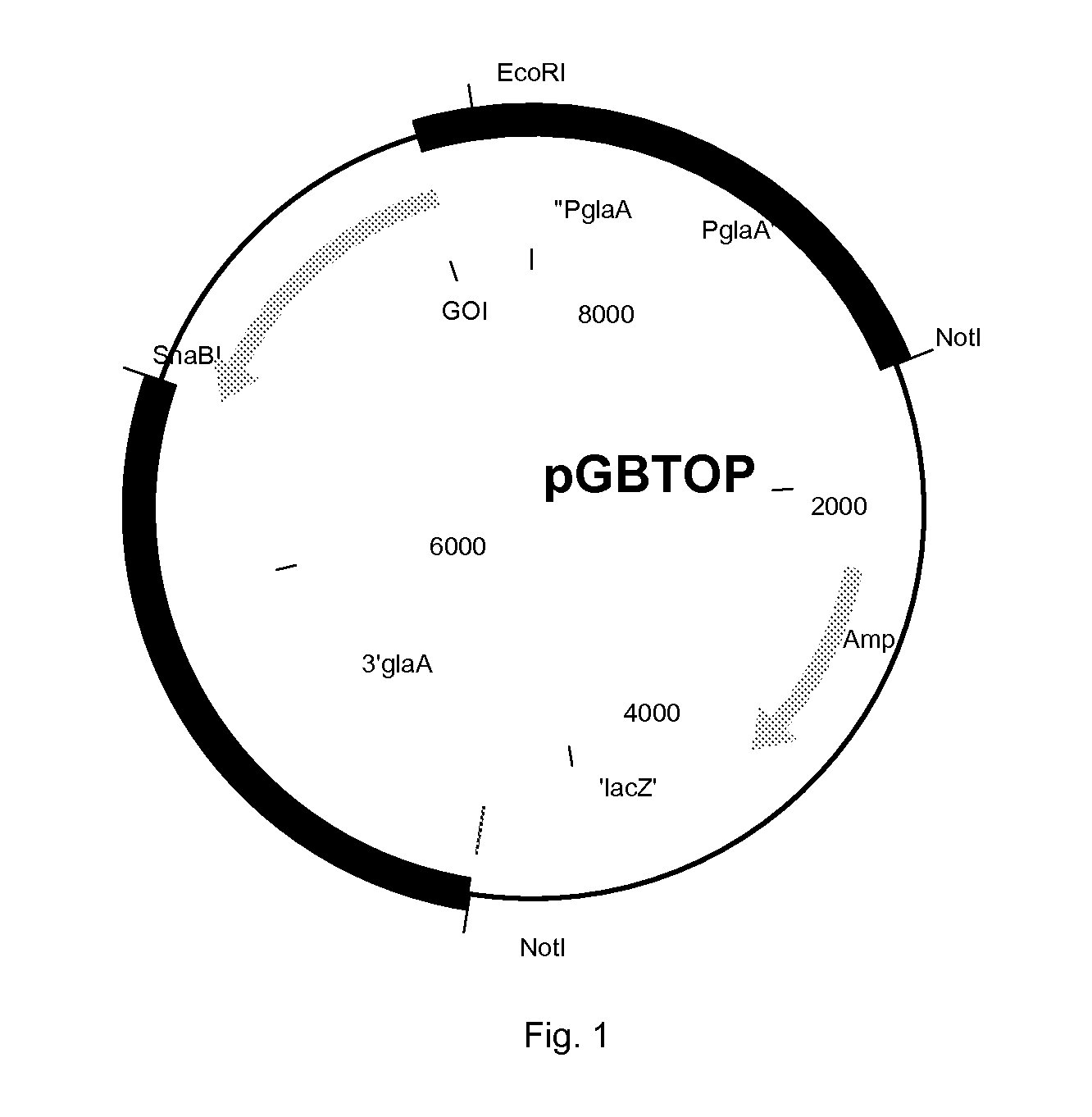 Polypeptide having beta-glucosidase activity and uses thereof