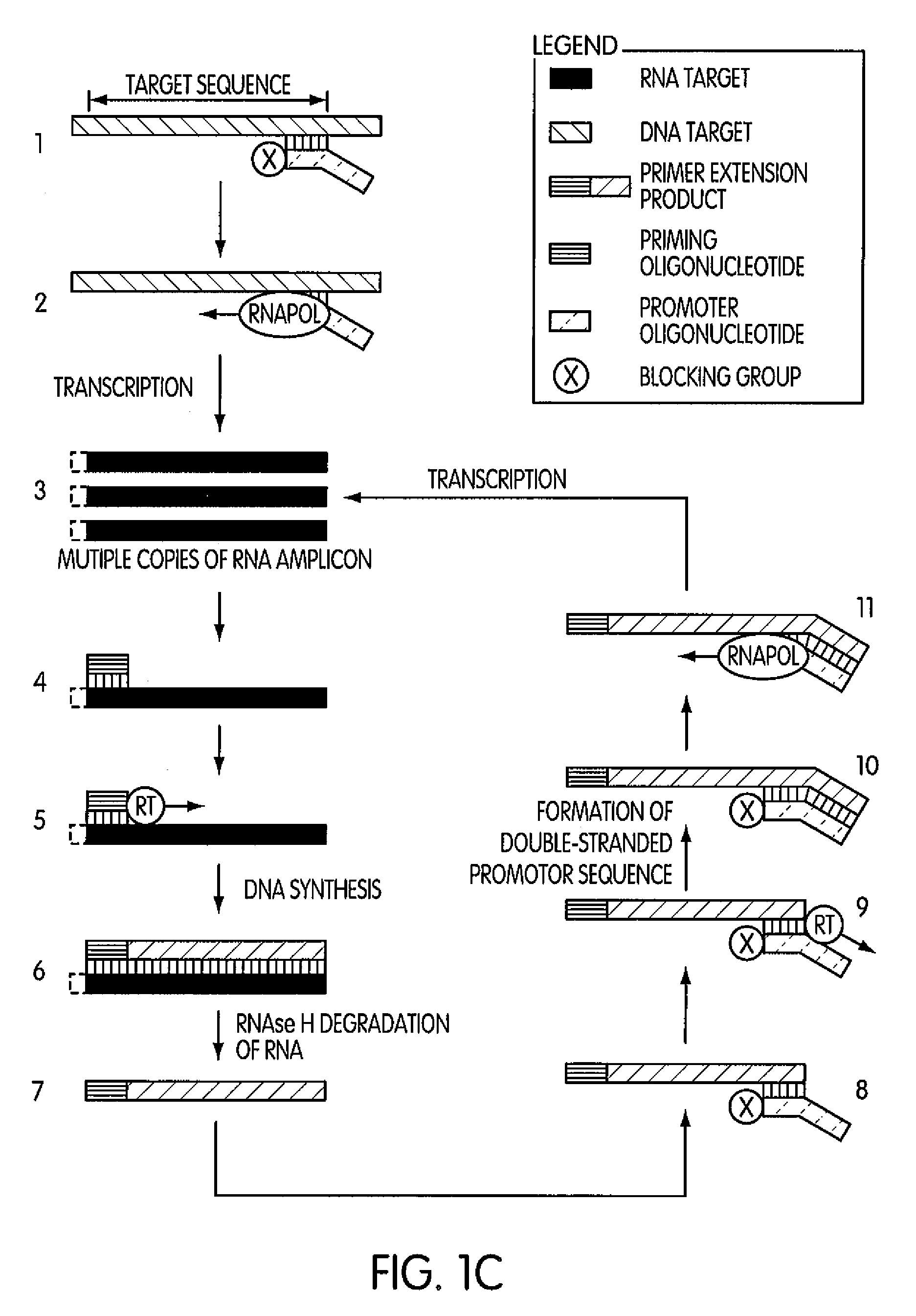 Methods and kits for amplifying DNA