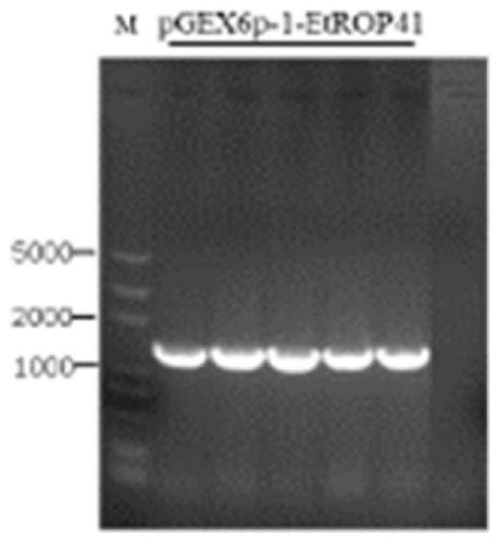 Anti-coccidiosis multivalent recombinant protein IgY (Immunoglobulin of yolk) as well as preparation method and application thereof