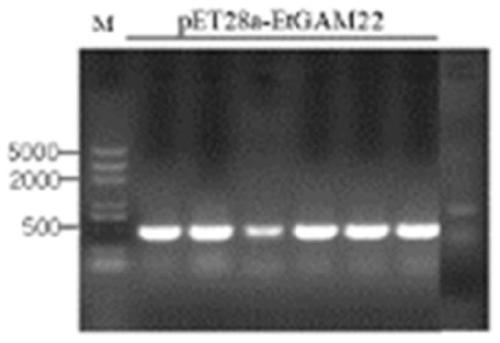 Anti-coccidiosis multivalent recombinant protein IgY (Immunoglobulin of yolk) as well as preparation method and application thereof