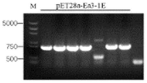 Anti-coccidiosis multivalent recombinant protein IgY (Immunoglobulin of yolk) as well as preparation method and application thereof