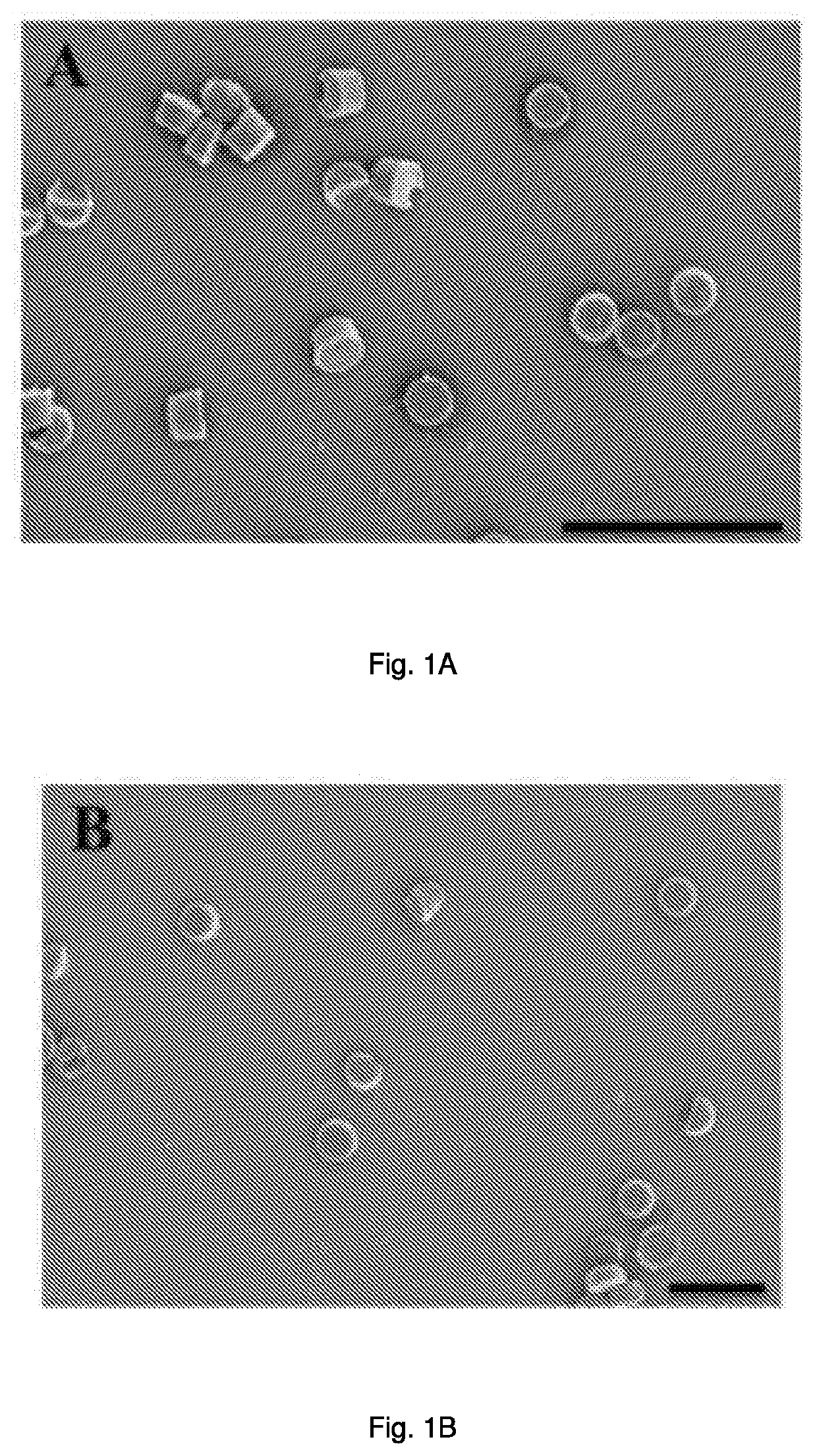 Engineered biocompatible antibiotic particles and their use against urinary tract infection