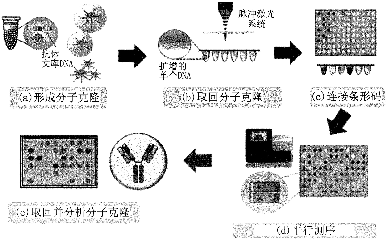 Molecular clone extracting and verifying method