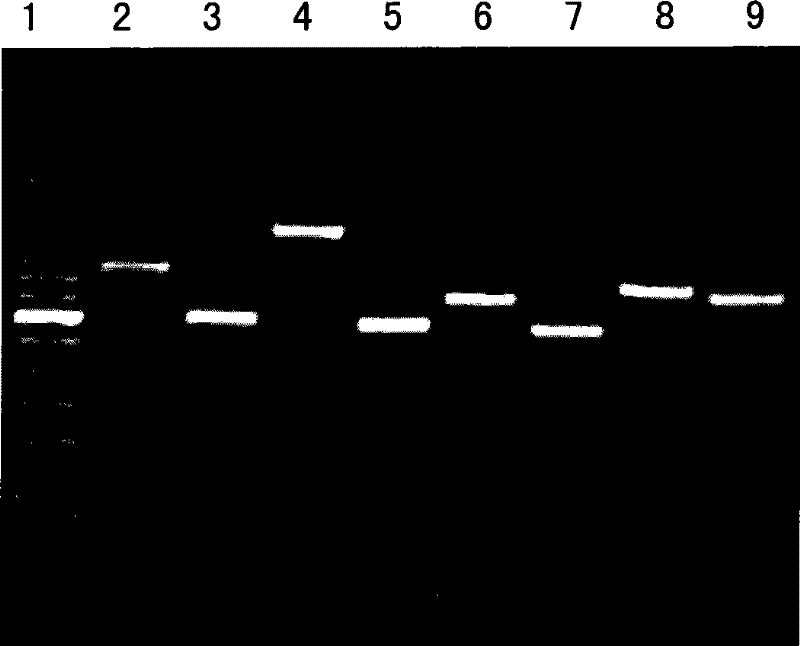 Detection method of gene mutation of mitochondrial succinate dehydrogenase and kit