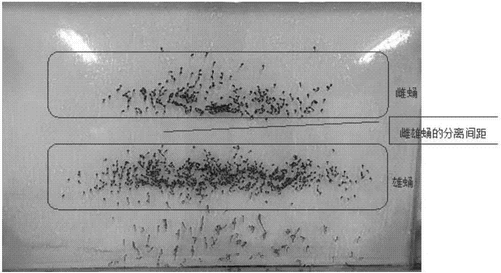 Standard breeding method of aedes albopictus larvae