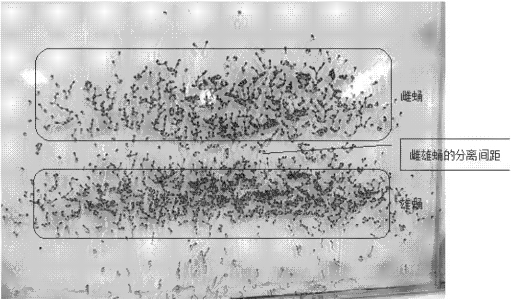 Standard breeding method of aedes albopictus larvae