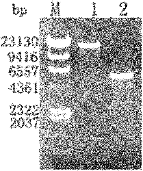 Large yellow croaker hepcidin antibacterial peptide and preparation method thereof