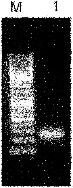 Large yellow croaker hepcidin antibacterial peptide and preparation method thereof