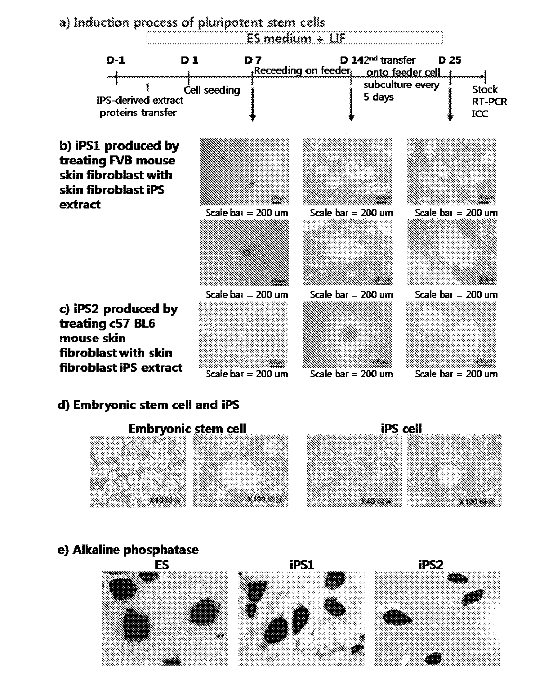 Method for producing induced pluripotent stem cells with high efficiency and induced poluripotent stem cells prouced thereby