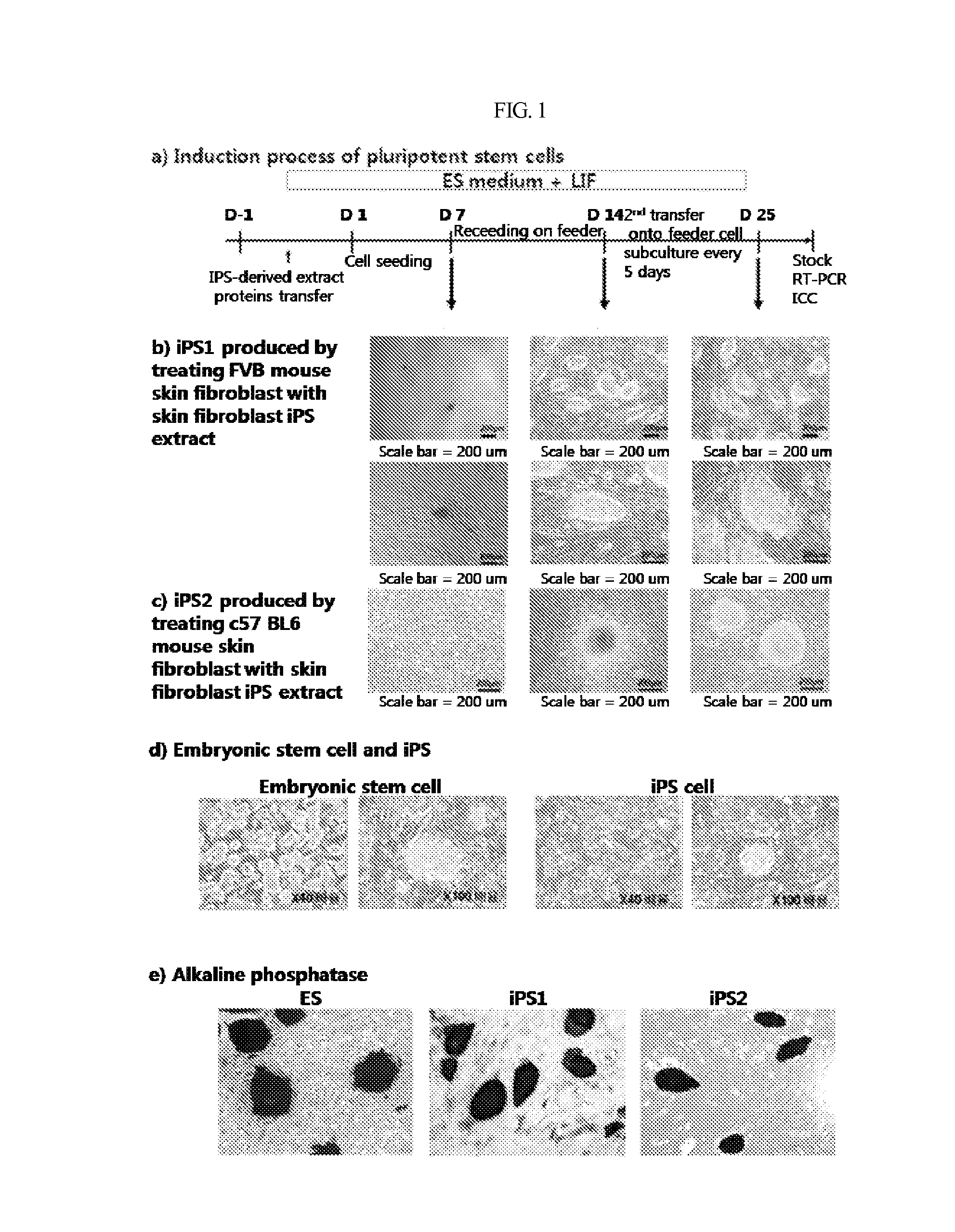 Method for producing induced pluripotent stem cells with high efficiency and induced poluripotent stem cells prouced thereby