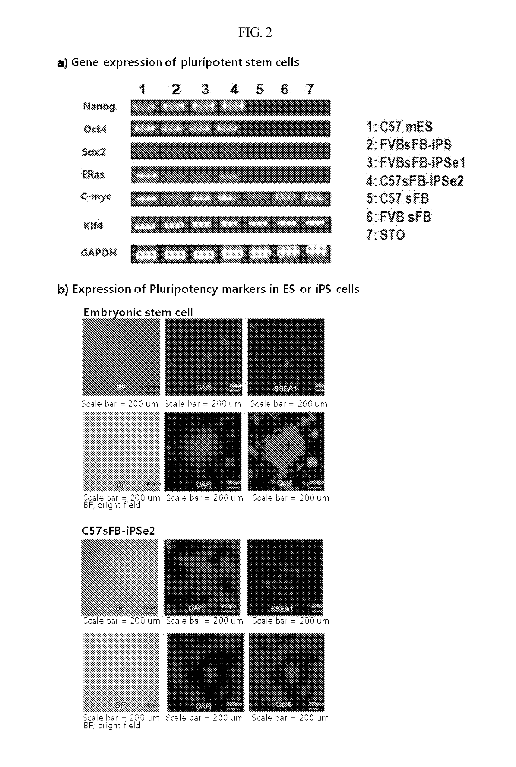 Method for producing induced pluripotent stem cells with high efficiency and induced poluripotent stem cells prouced thereby