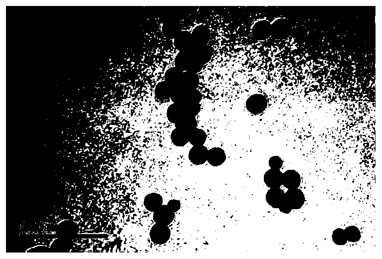 Preparation method and application of a saxitoxin molecularly imprinted nano-fluorescent material