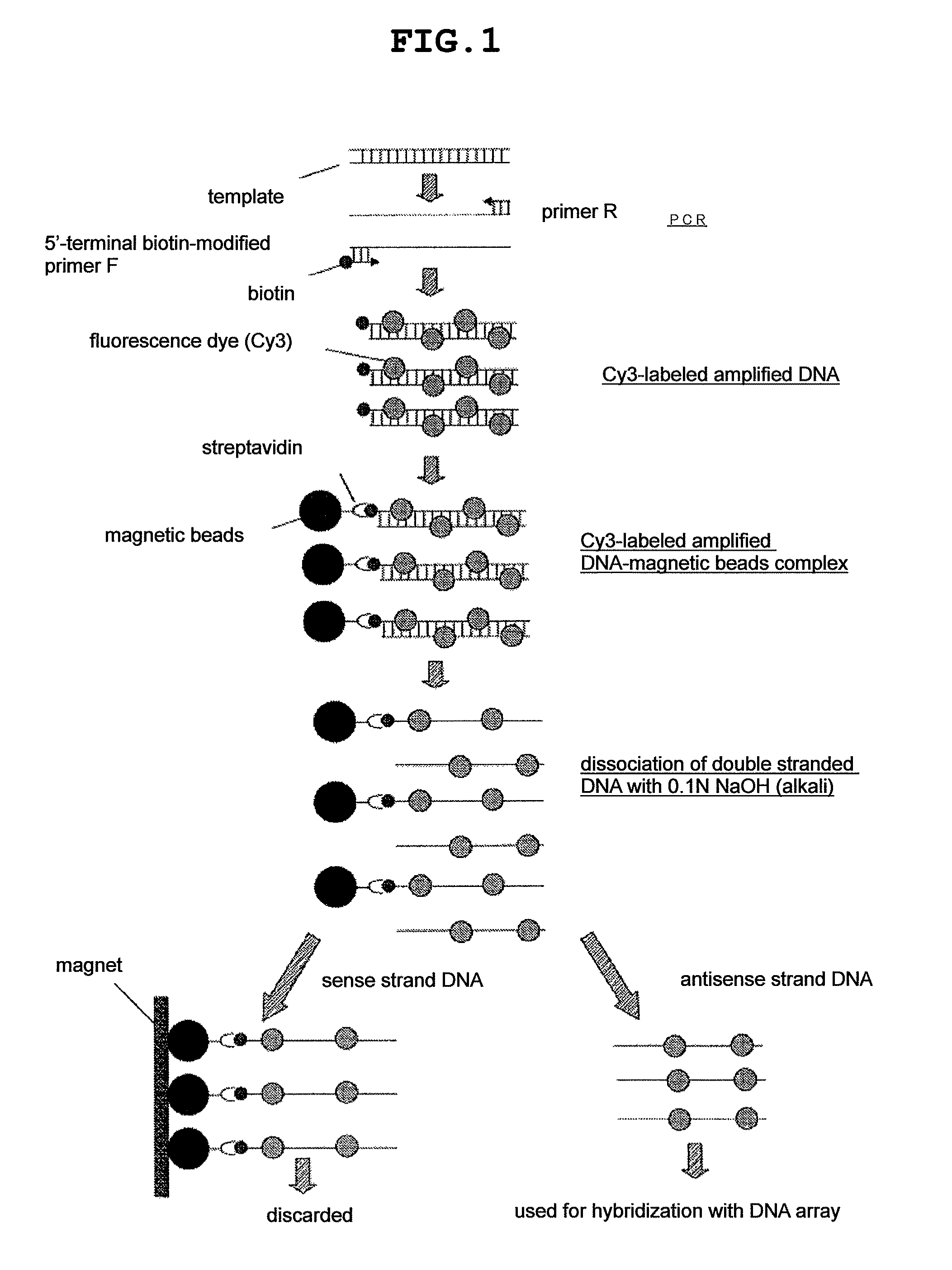 Primer set and probe for detection of human papillomavirus