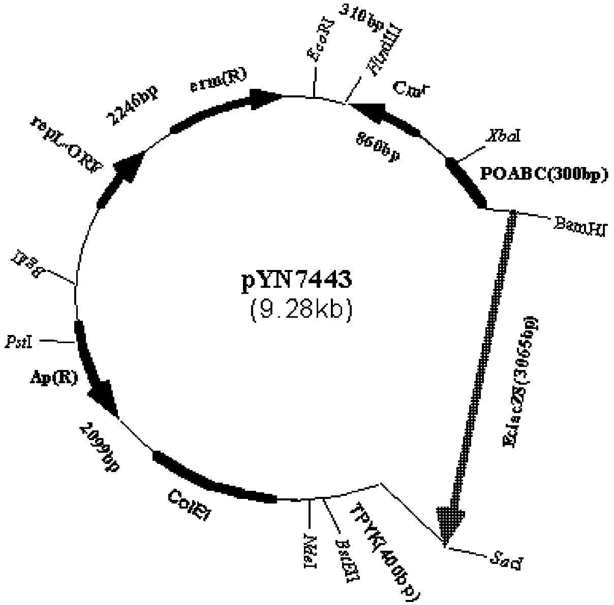 Escherichia coli-clostridium shuttle expression vector, and construction and expression thereof