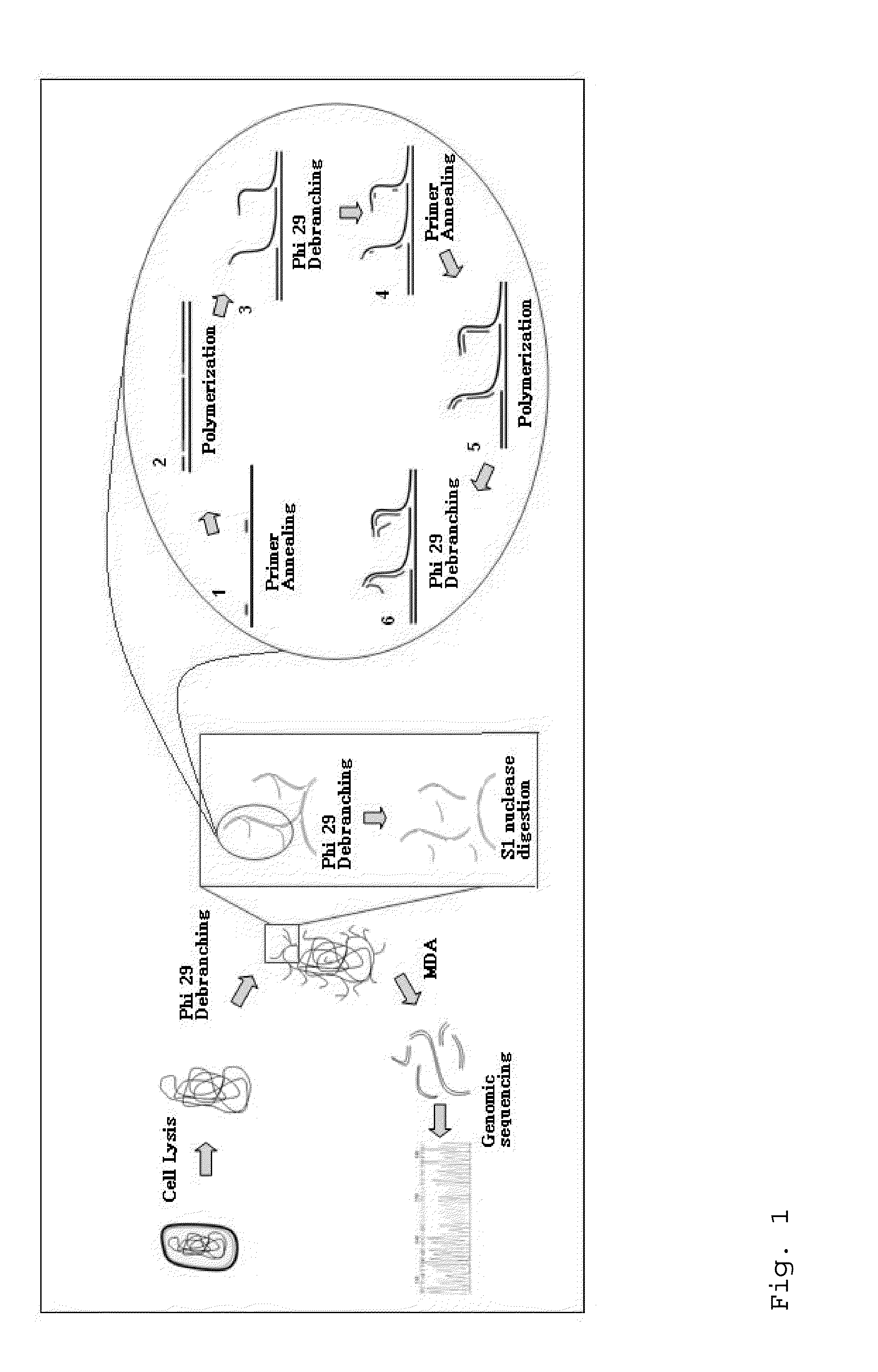 Varietal counting of nucleic acids for obtaining genomic copy number information