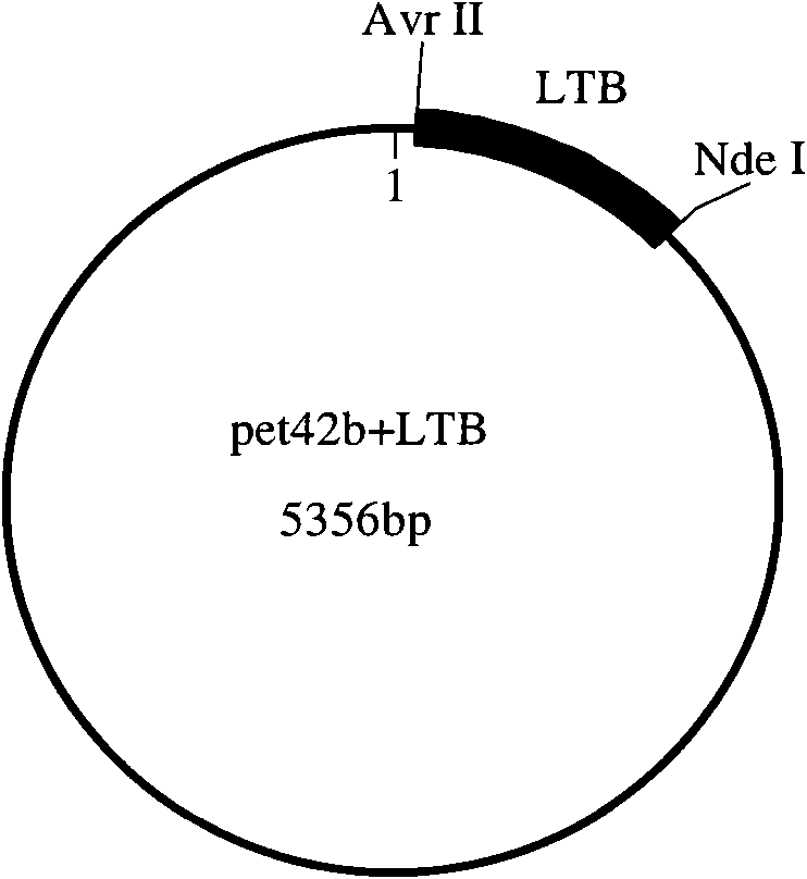 Polysaccharide conjugate vaccine and preparation method thereof