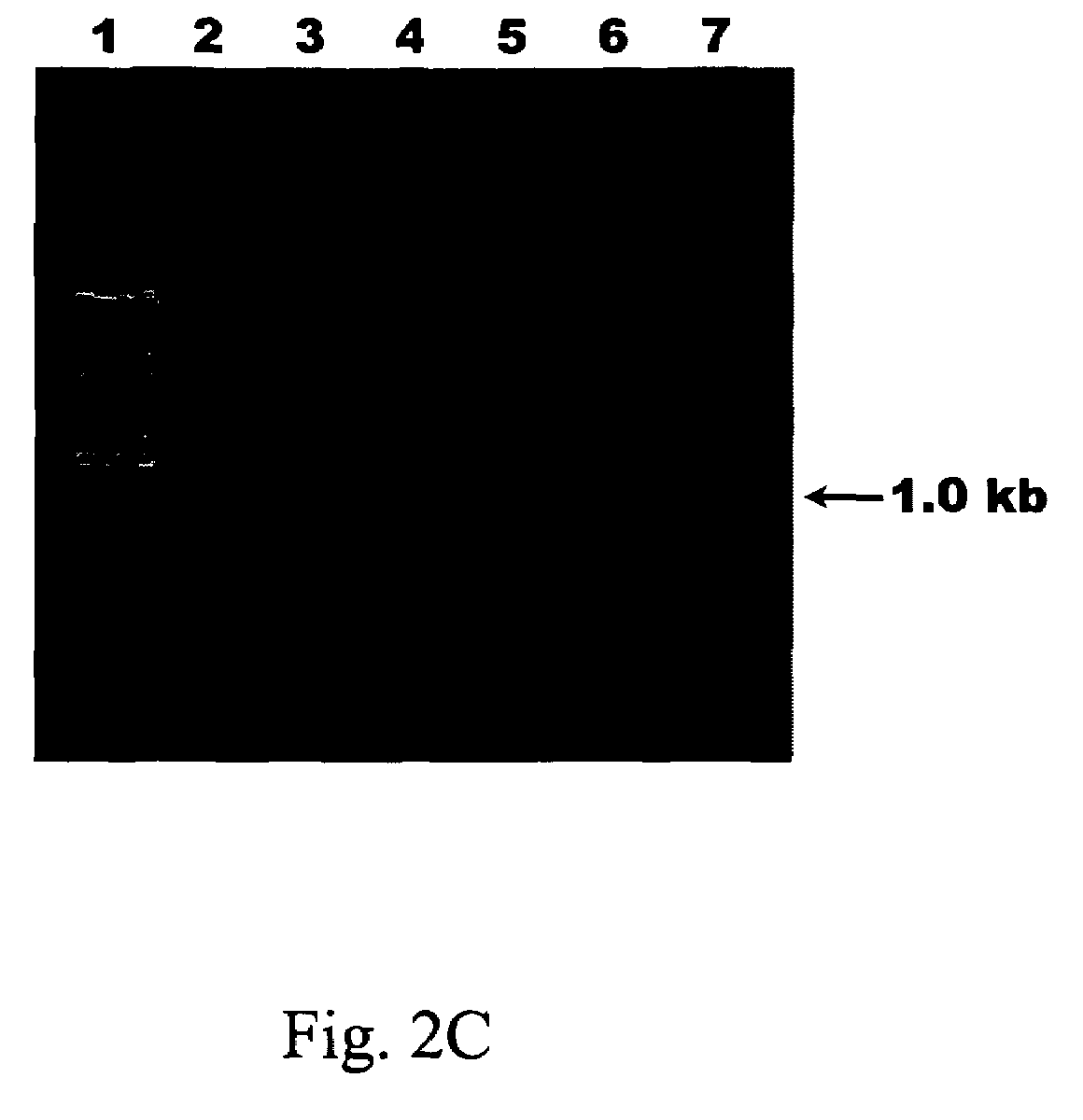 Species-specific probes for identification of target virus and identification method using said probes