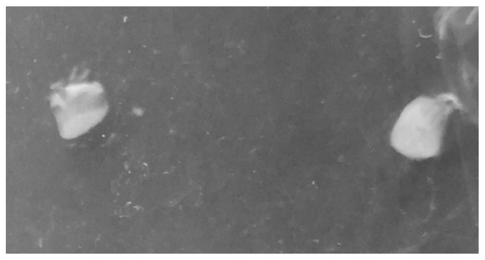 Qimen rhizoma atractylodis macrocephalae hypocotyl direct regeneration and in-vitro rooting method