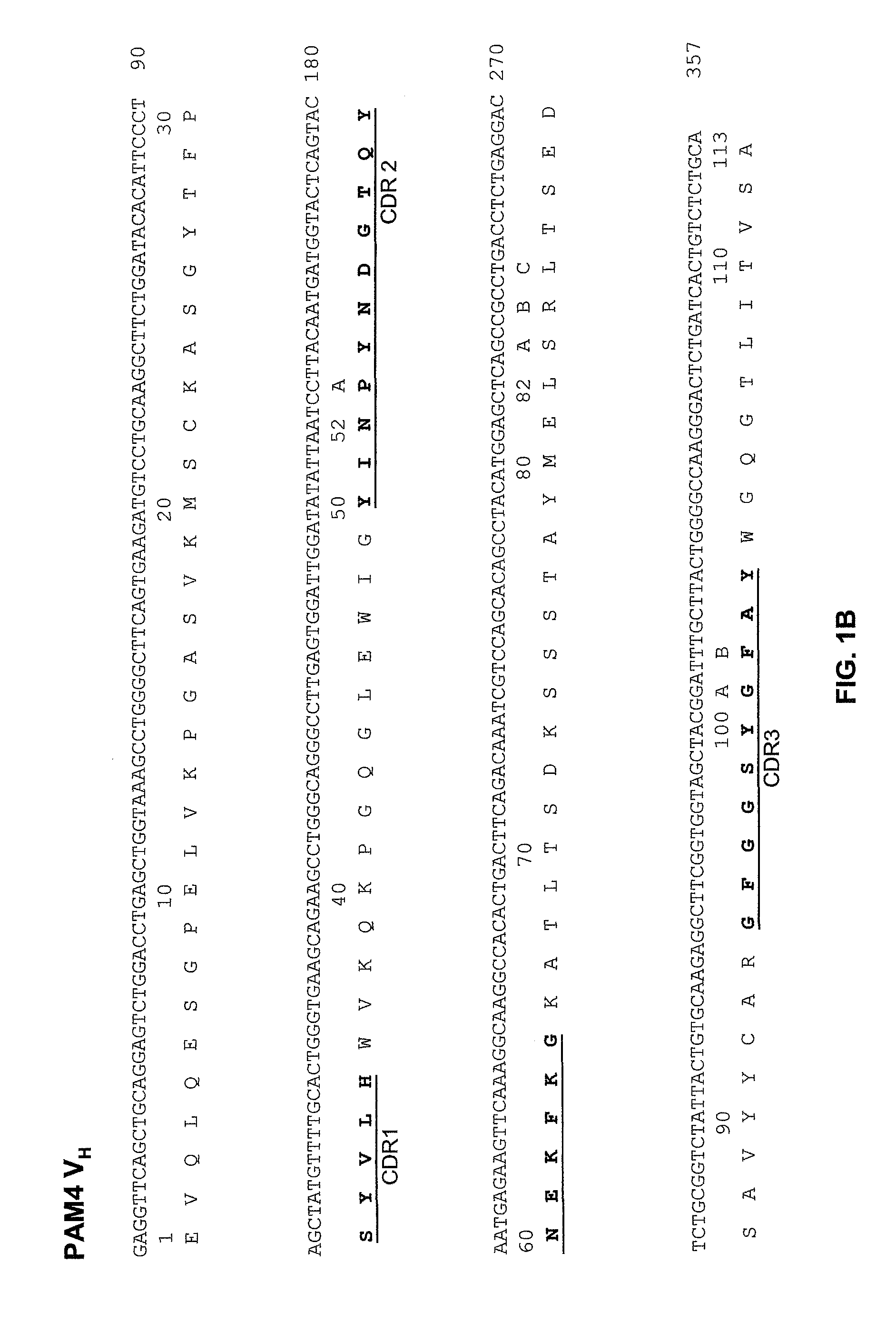 Anti-pancreatic cancer antibodies