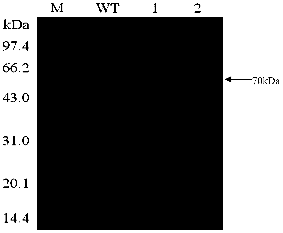 A thermostable β-galactosidase mutant with transglycosidic activity and its preparation method