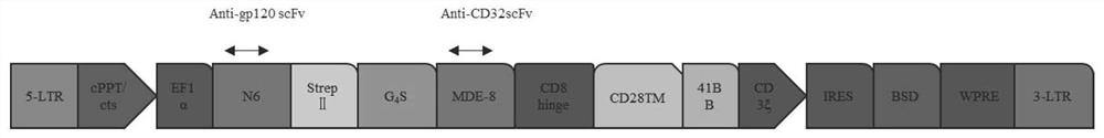 A bispecific chimeric antigen receptor, gene, construction method and application for treating HIV infection