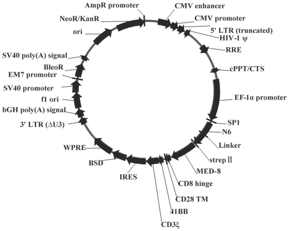 A bispecific chimeric antigen receptor, gene, construction method and application for treating HIV infection