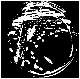 Bacillus amyloliquefaciens strain with broad-spectrum resistance to fruit tree pathogenic fungi and its application