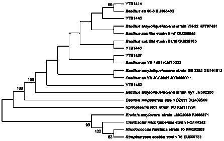 Bacillus amyloliquefaciens strain with broad-spectrum resistance to fruit tree pathogenic fungi and its application